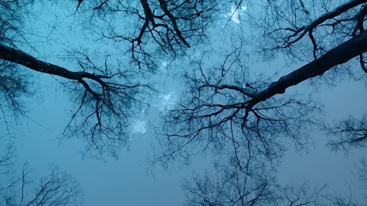 Night Forest: Stock Video
