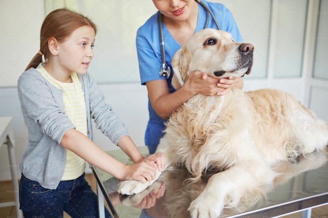 Veterinary Check-up - Stock Photos | Motion Array