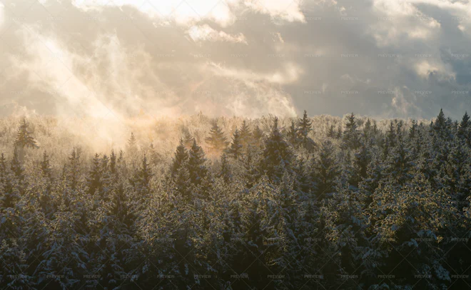 Snowy Foggy Mysterious Spruce Winter Forest Dramatic Landscape. High ...