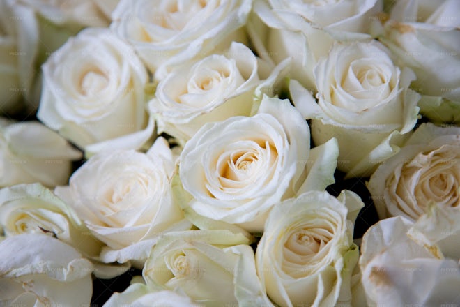 White Roses - Stock Photos | Motion Array