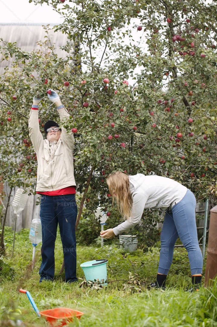 People Collecting Apples: Stock Photos