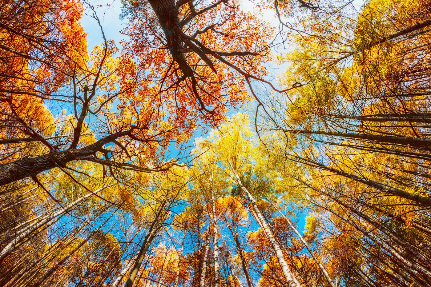Autumn Treetops: Stock Photos
