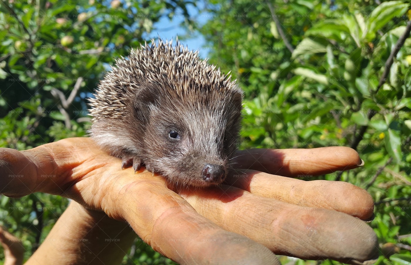 Hedgehog In Hand: Stock Photos