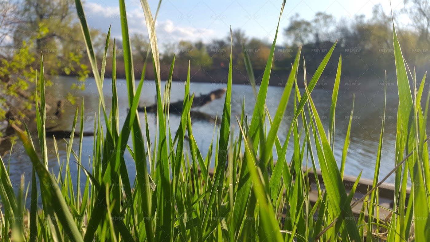 Tall Grass By The Riverside: Stock Photos