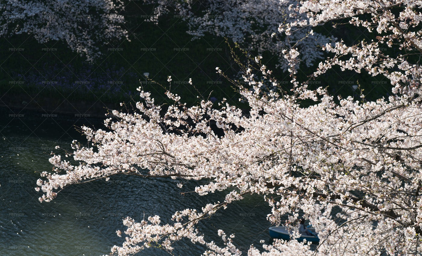 Cherry Blossom Branches: Stock Photos