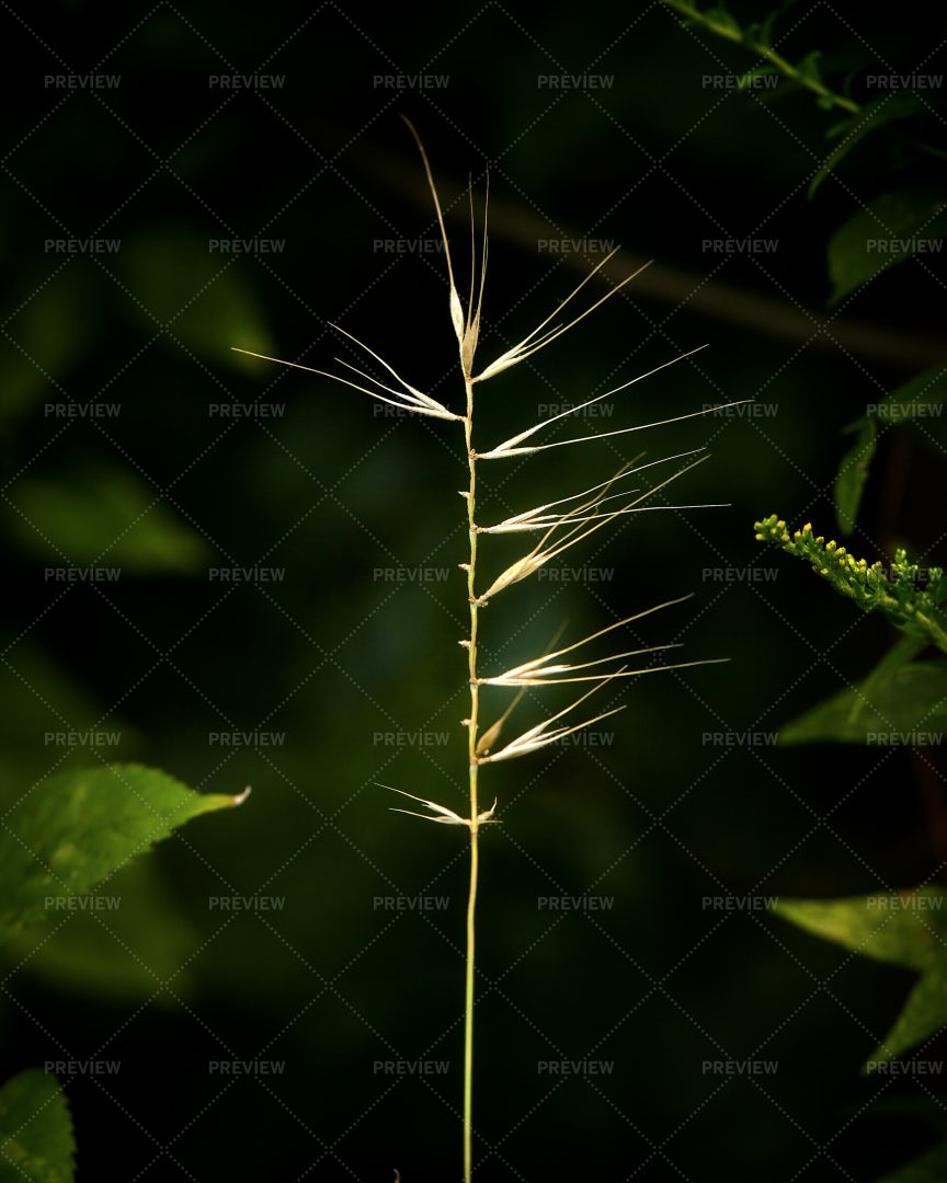 Stalk: Stock Photos