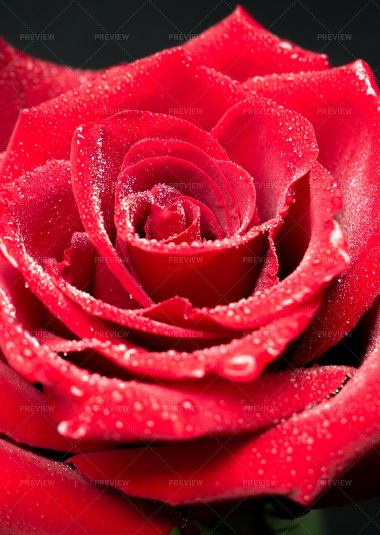 Red Rose In Drops: Stock Photos