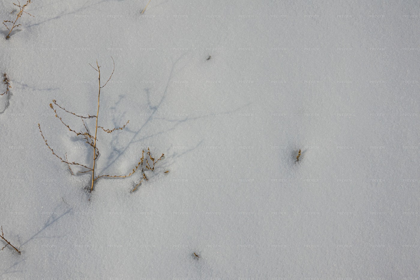 White Snow Texture With Dry Grass: Stock Photos