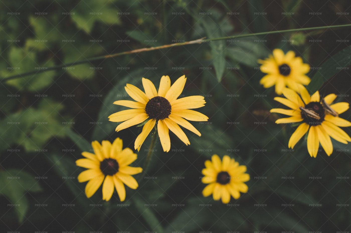 Yellow Flowers Of Echinacea: Stock Photos