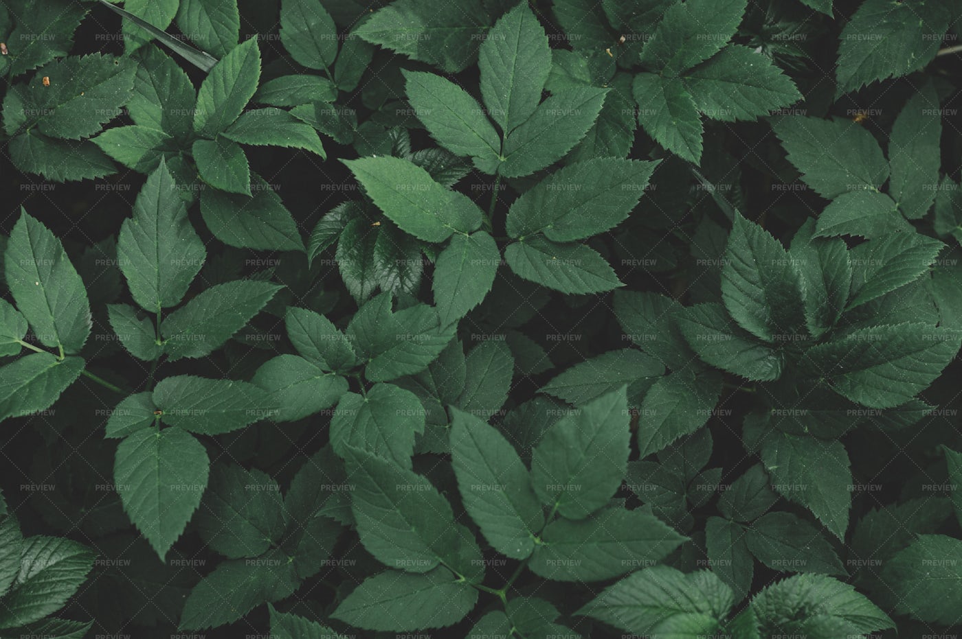 Natural Background Of Dark Green Leaves Stock Photos Motion Array