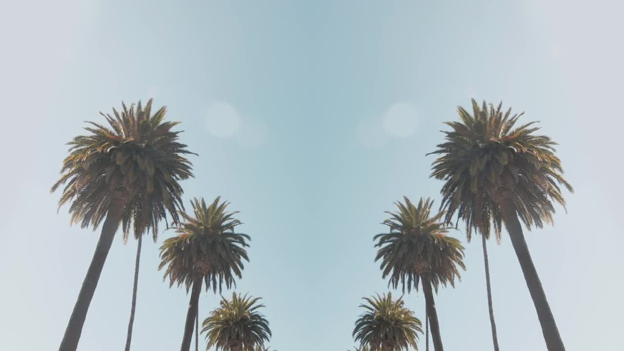Palm Trees Background Stock Video Motion Array