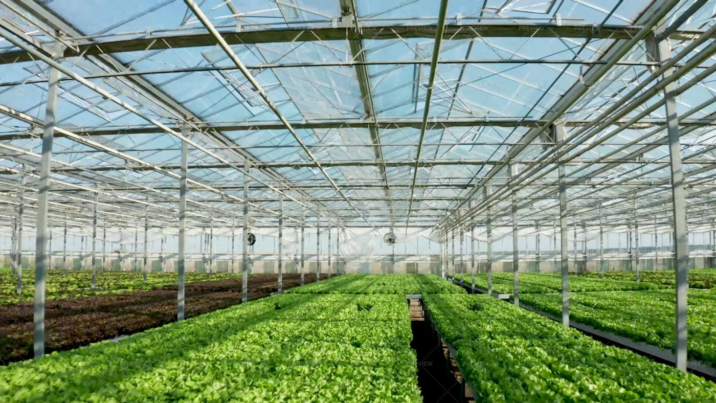 Modern Agriculture Greenhouse: Stock Photos