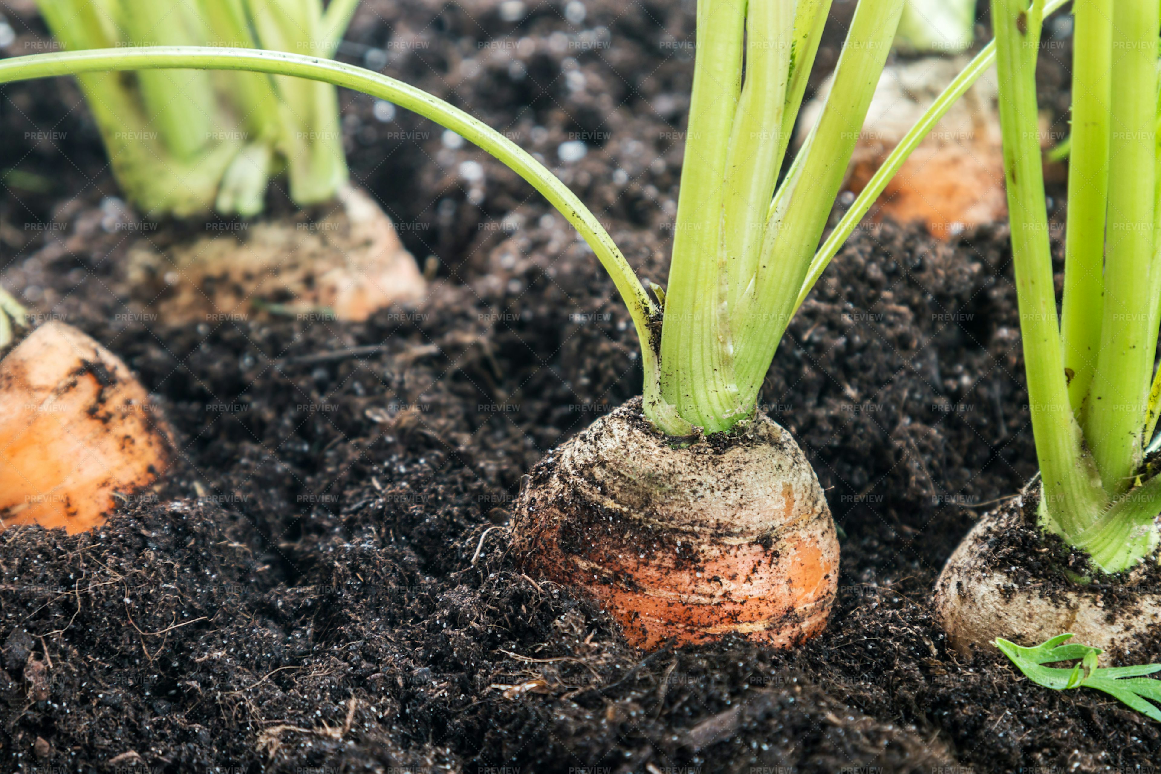 Carrots Ready For Harvest - Stock Photos | Motion Array