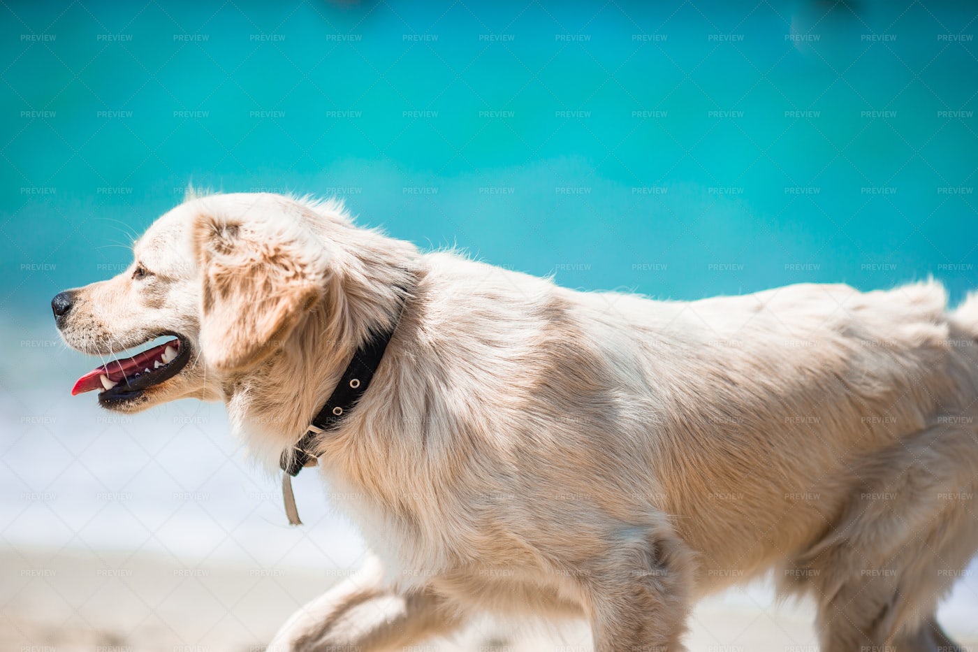 Golden Retriever: Stock Photos