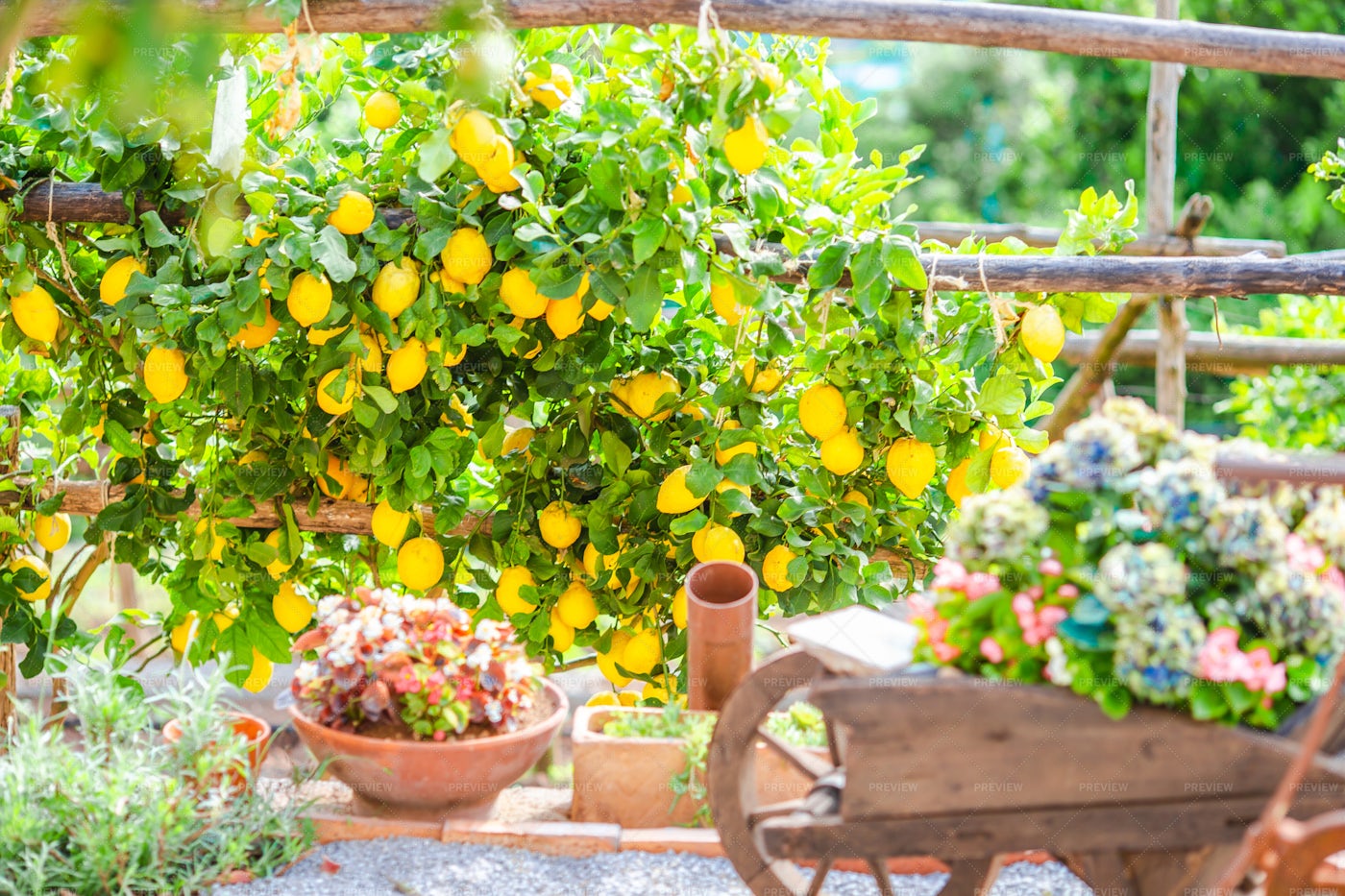 Italian Lemon Garden: Stock Photos