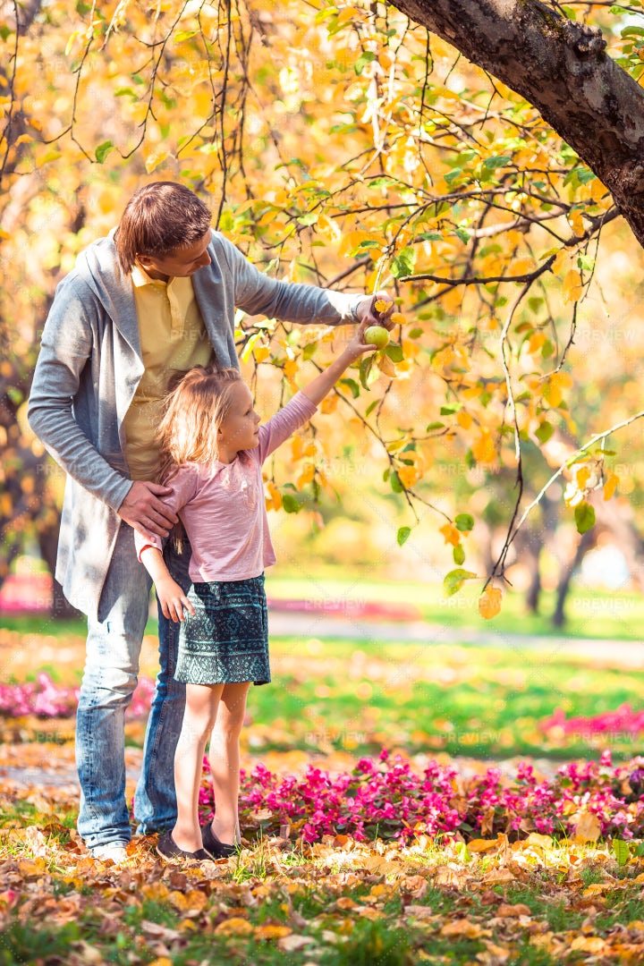 Picking Apples With Dad: Stock Photos