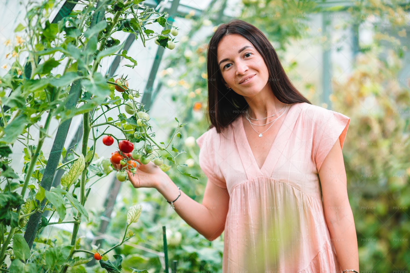 Tomato Greenhouse: Stock Photos