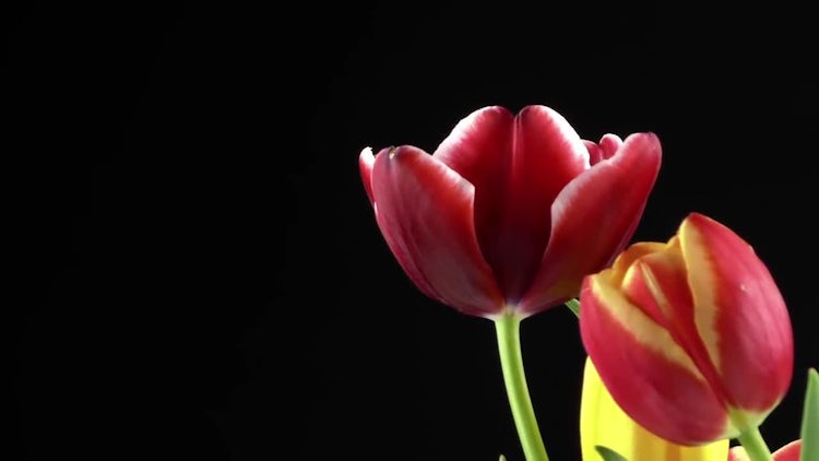 Tulips On Black Background 1: Stock Video