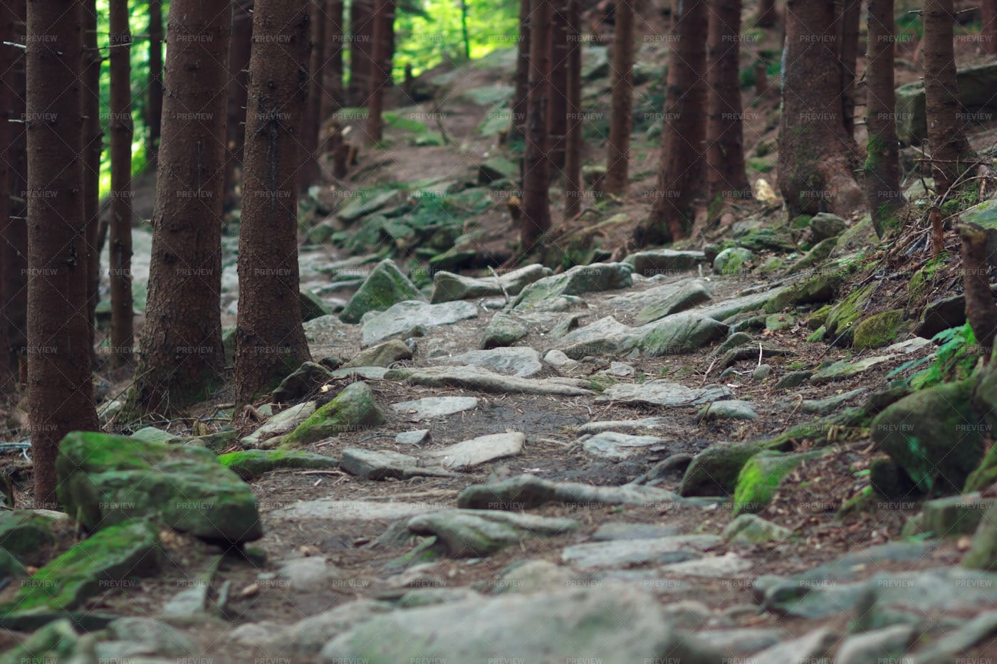 Mountain Forest Trails: Stock Photos
