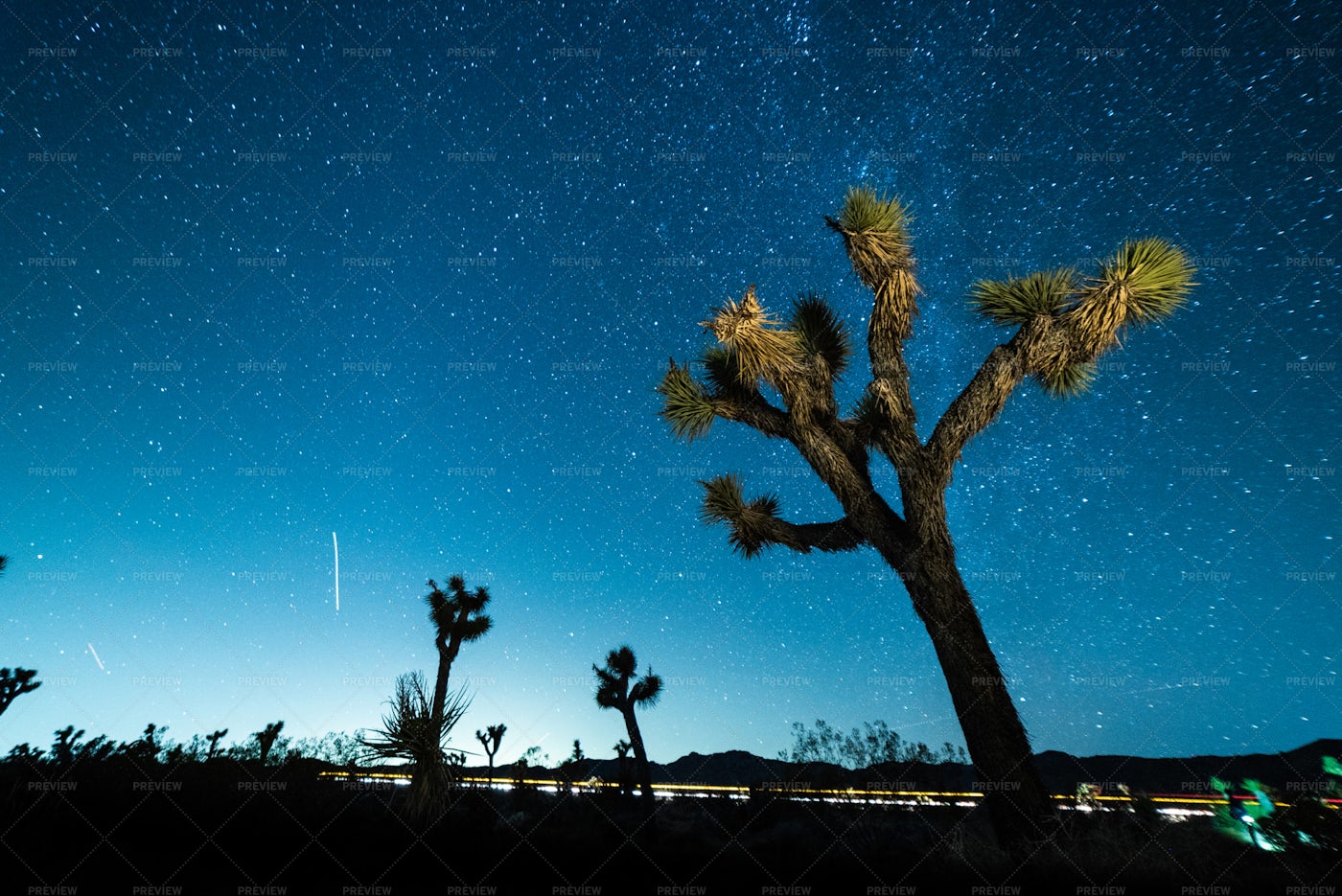 Joshua Tree Starscape: Stock Photos