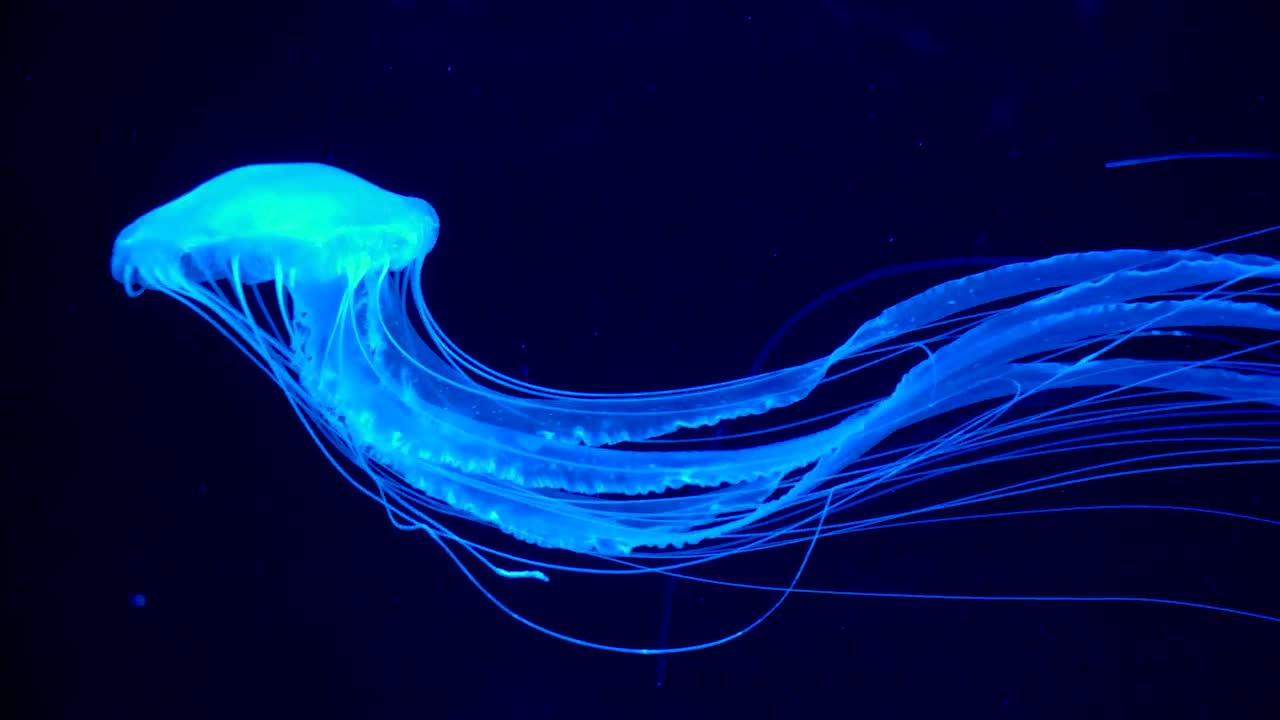 Swimming Jellyfish Stock Video Motion Array