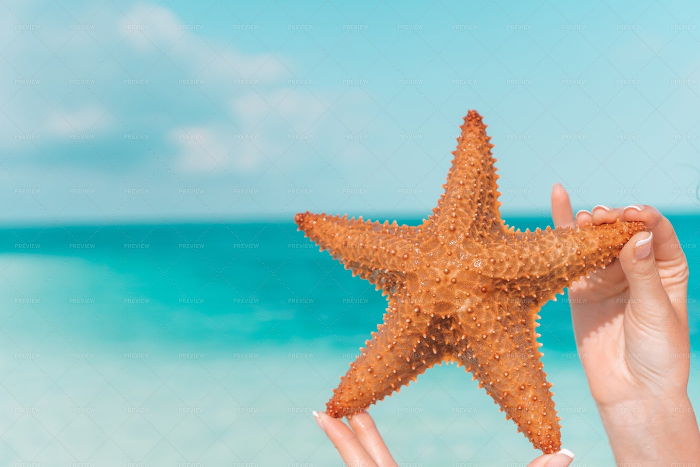 Red Starfish: Stock Photos
