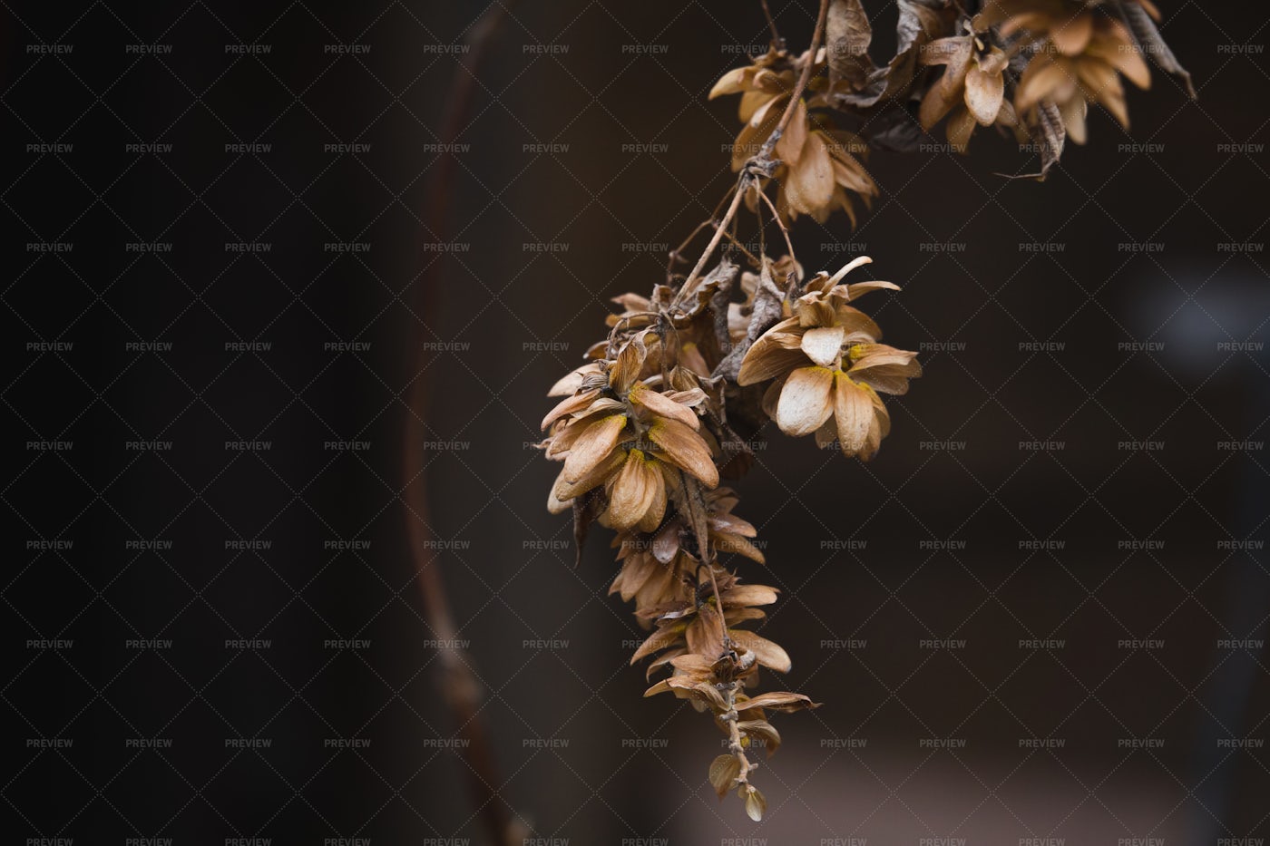 Dry Hop Branch: Stock Photos