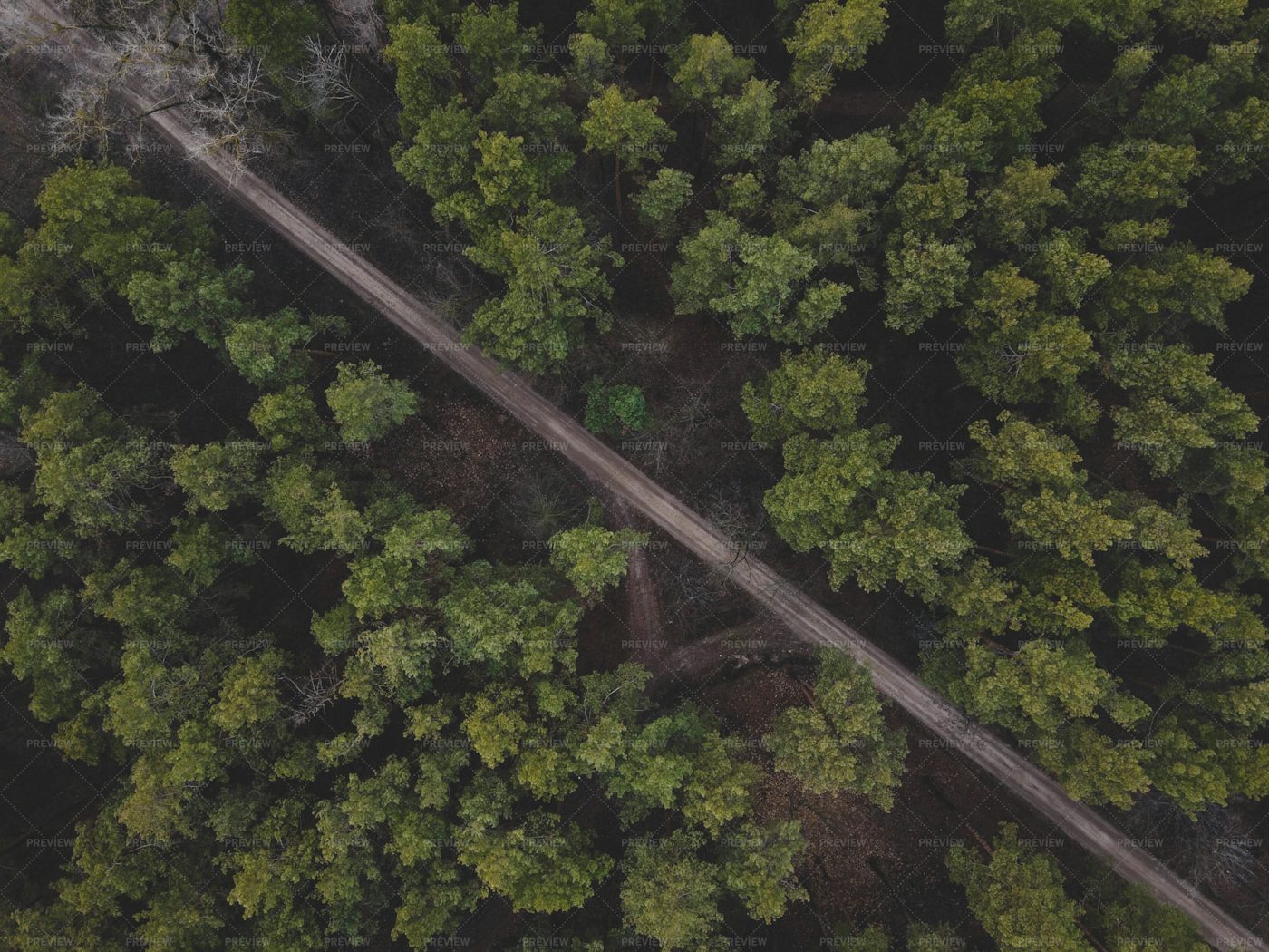 Road In The Forest: Stock Photos