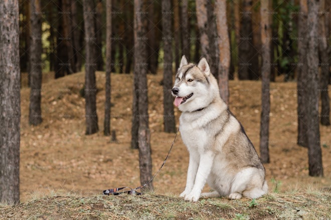 are huskies purebred