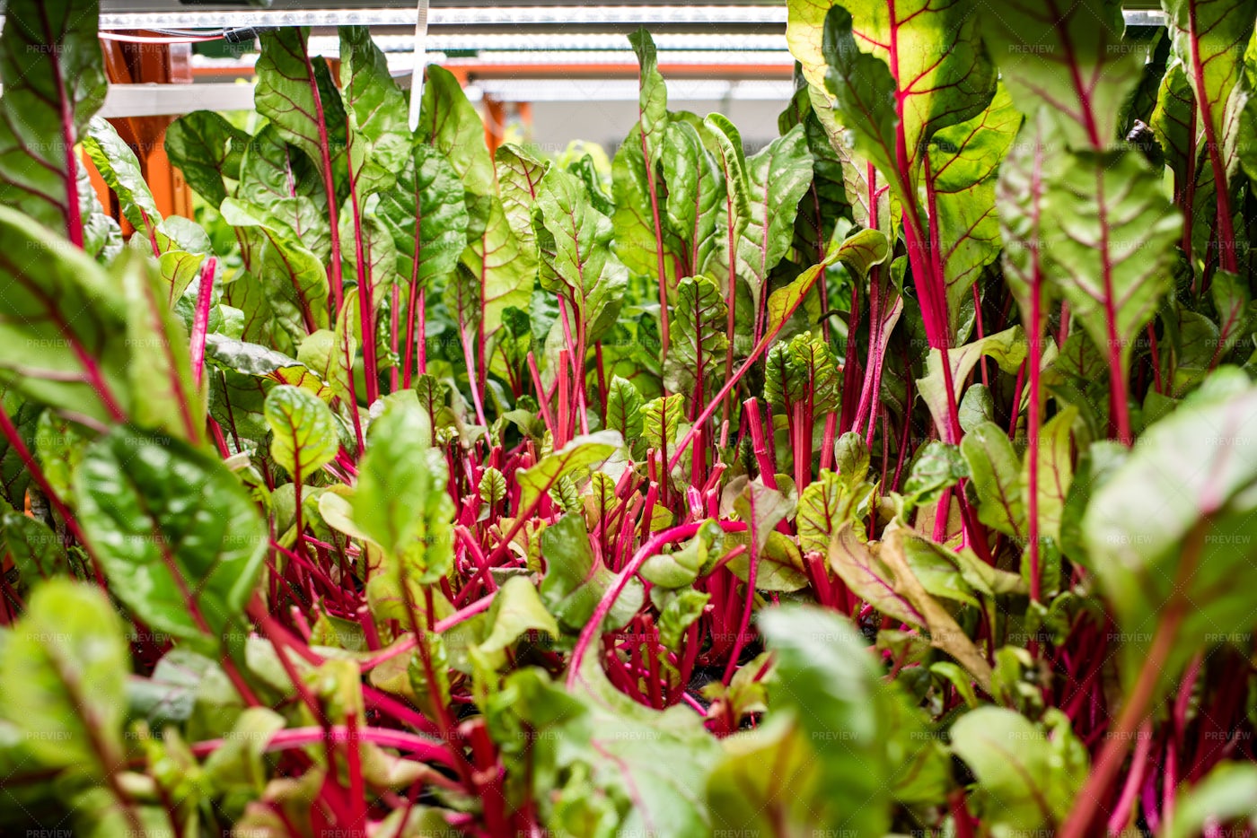 green-seedlings-of-beet-growing-in-stock-photos-motion-array