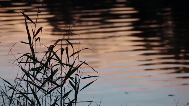 Sunset Grass: Stock Video