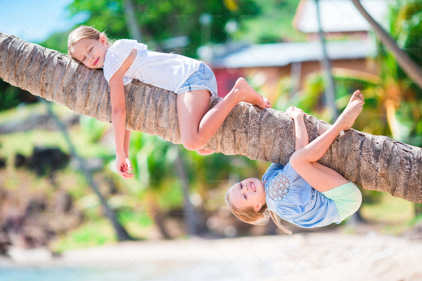 Playing On Palm Tree: Stock Photos