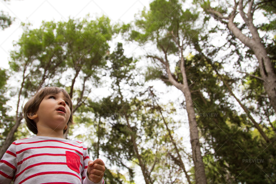 Child In A Forest - Stock Photos | Motion Array