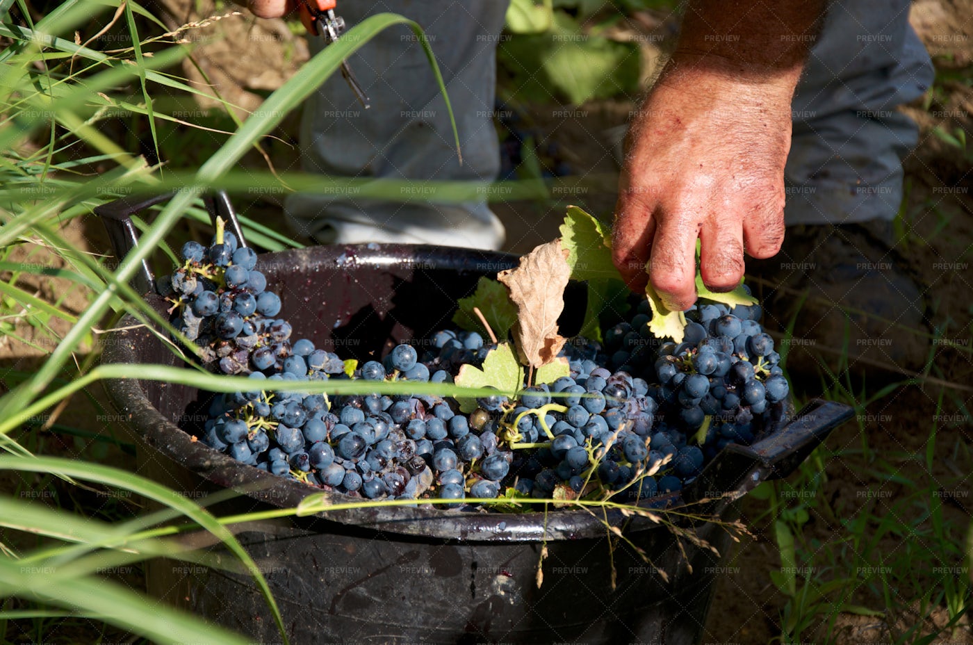 Details Of Grape Harvest: Stock Photos