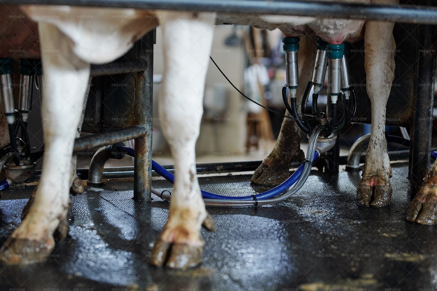 Legs Of Group Of Milk Cows And...: Stock Photos