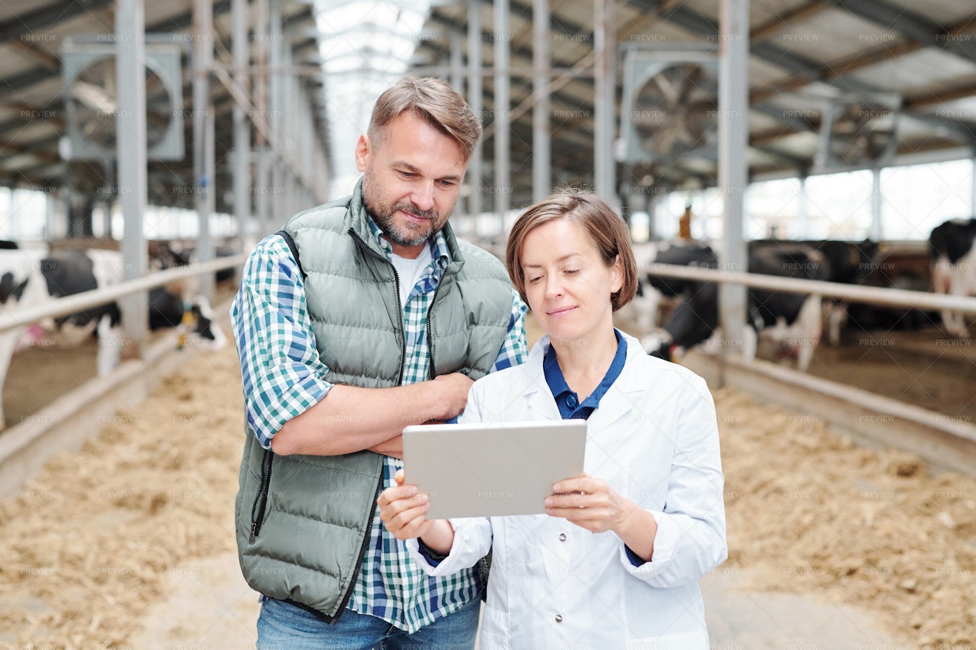 Contemporary Worker Of Dairy Farm...: Stock Photos
