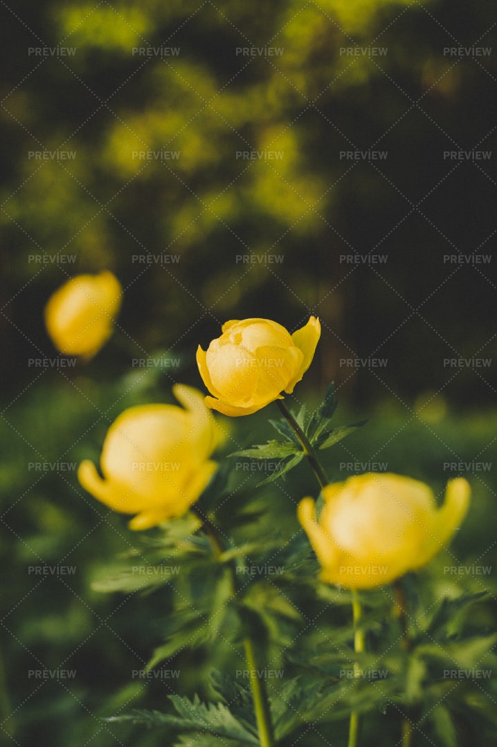 Globeflowers: Stock Photos