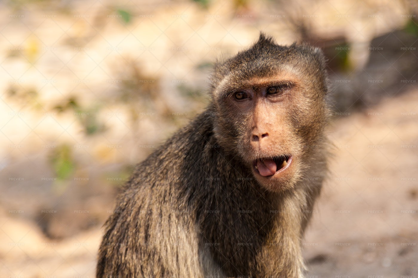 Monkey In Thailand: Stock Photos