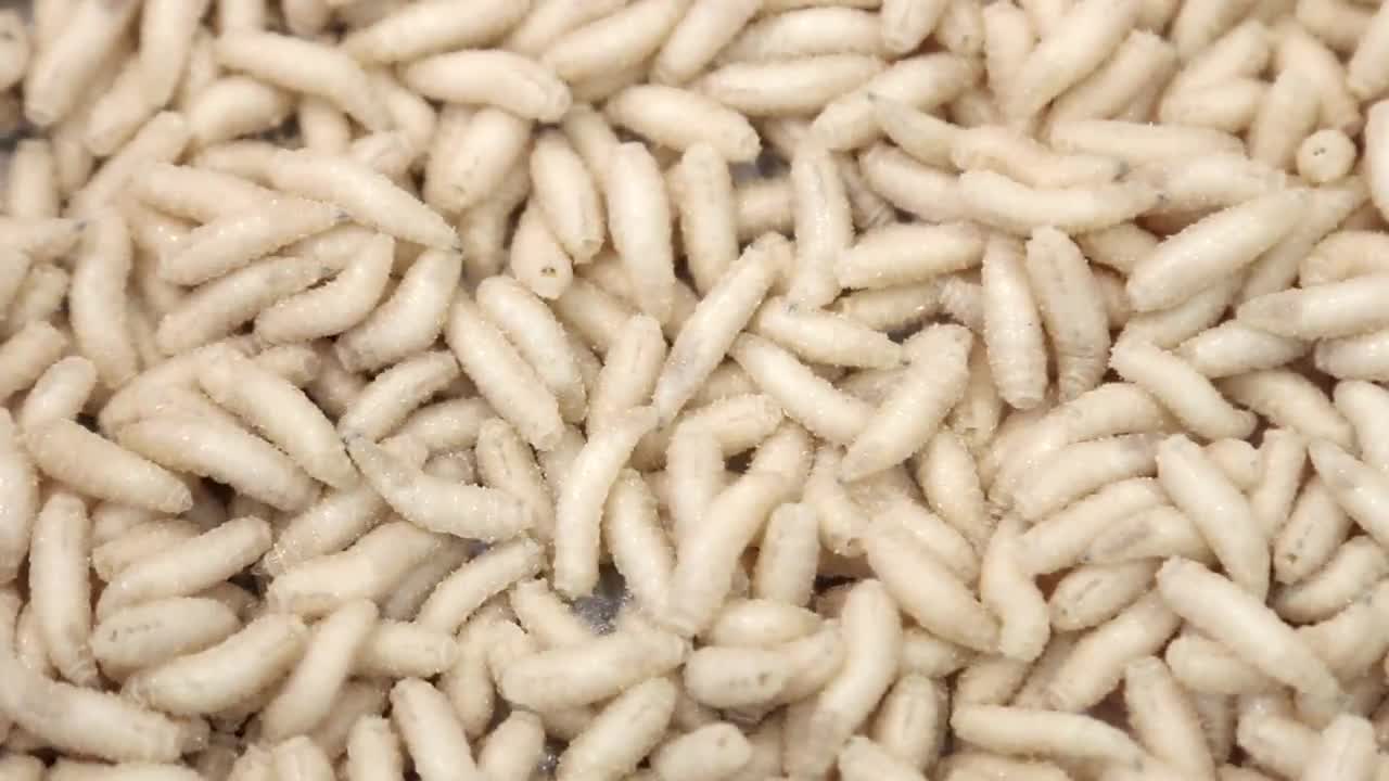 Wriggling Maggots Stock Video Motion Array