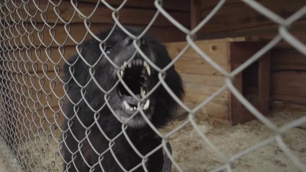 Angry Dog In A Cage Stock Video Motion Array