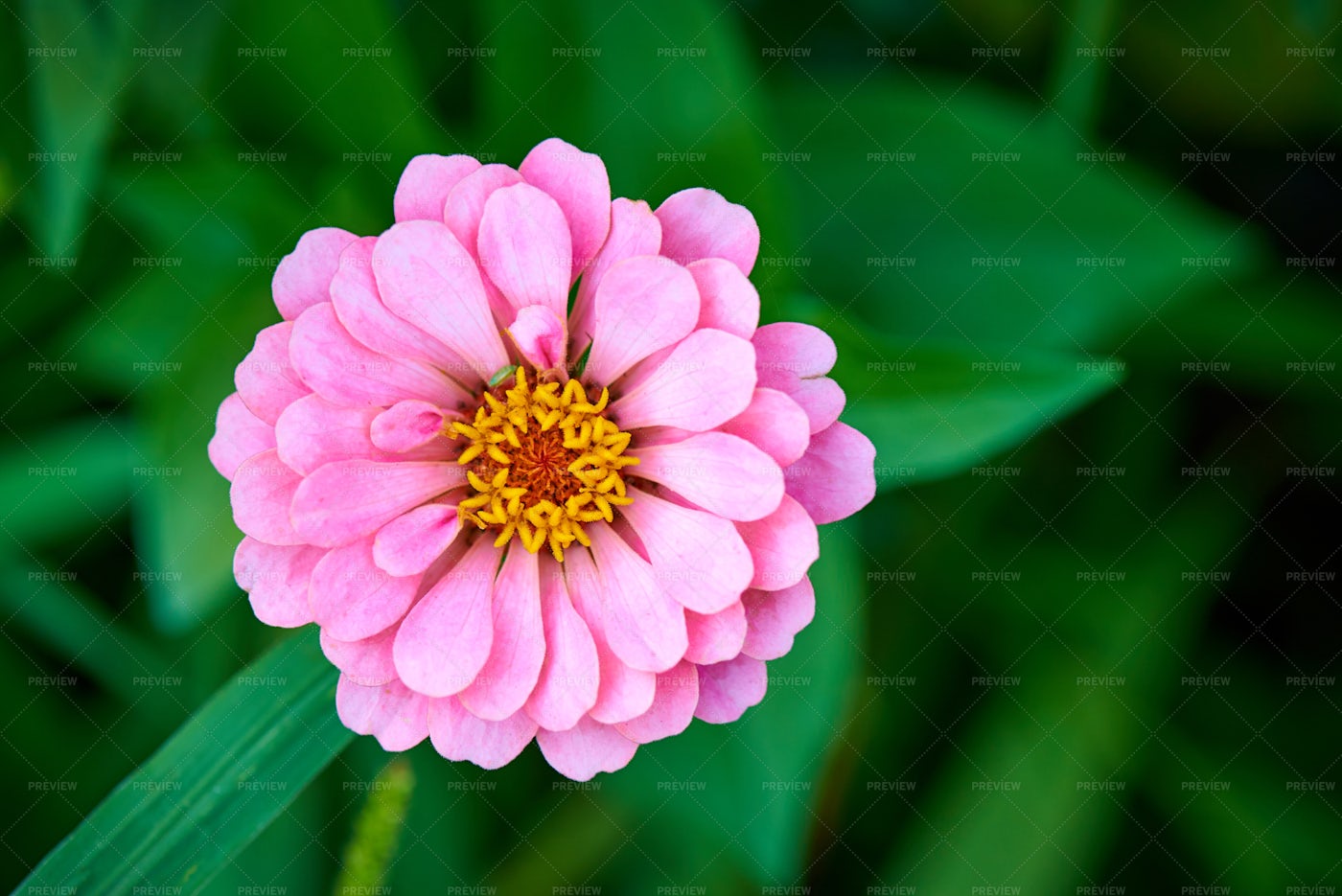 Pink Blossom: Stock Photos