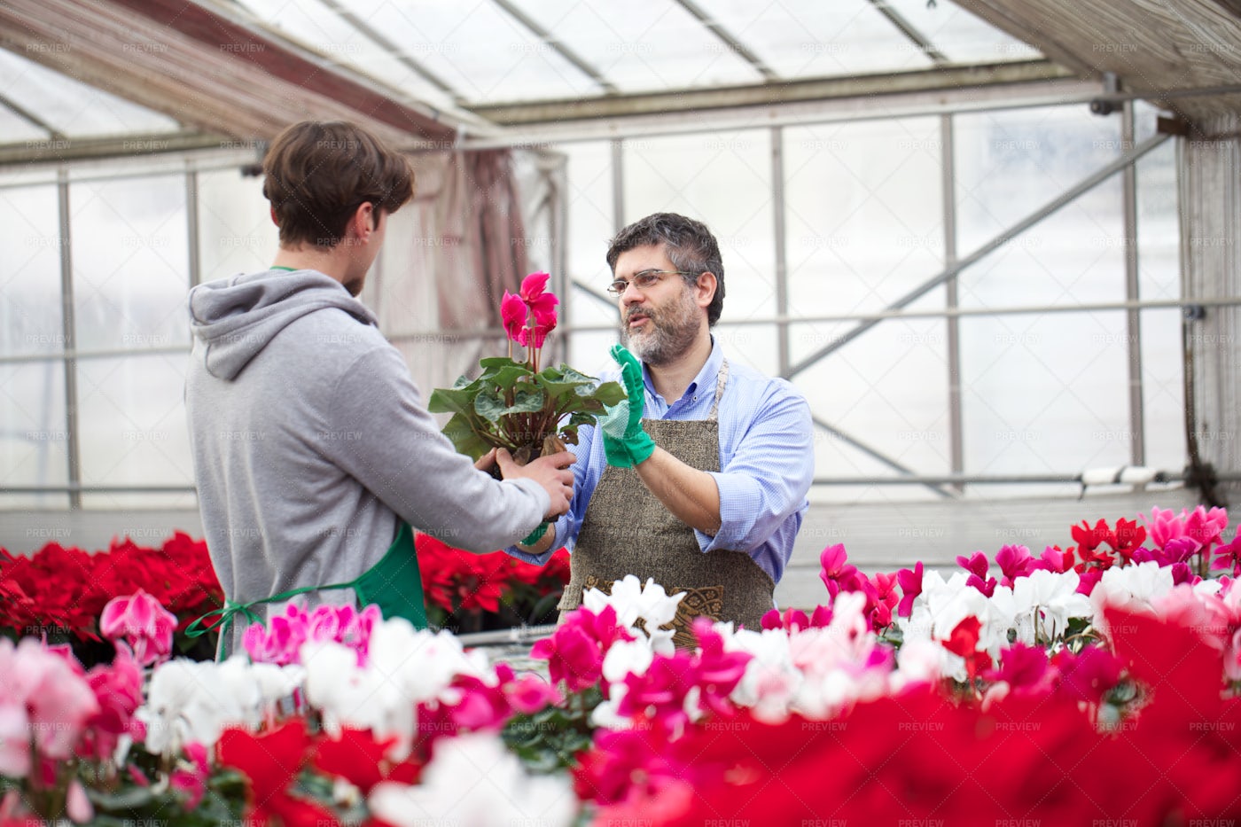 Handing Over Potted Flowers: Stock Photos