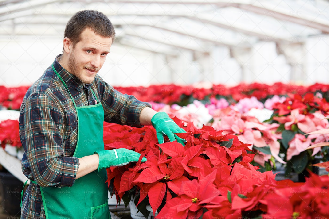 Man Tends To Flowers: Stock Photos