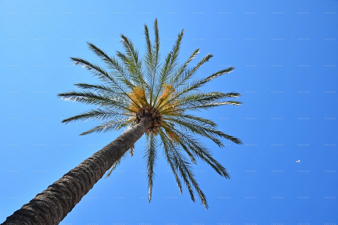 Palm Tree Over Blue Sky: Stock Photos