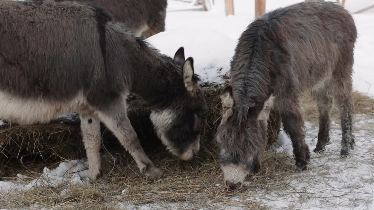 Donkeys Eating Hay Stock Video Motion Array