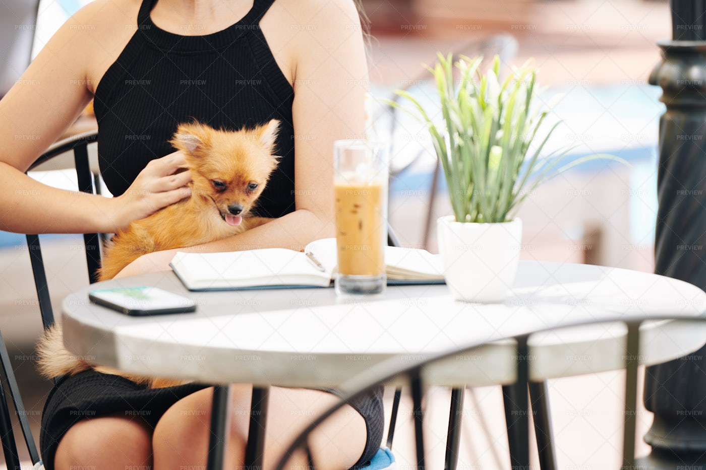 Cute Dog Enjoying Being Petted: Stock Photos
