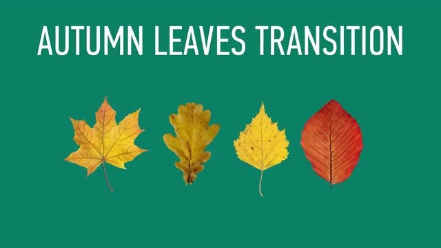 Autumn Leaves Transitions Pack: Stock Motion Graphics