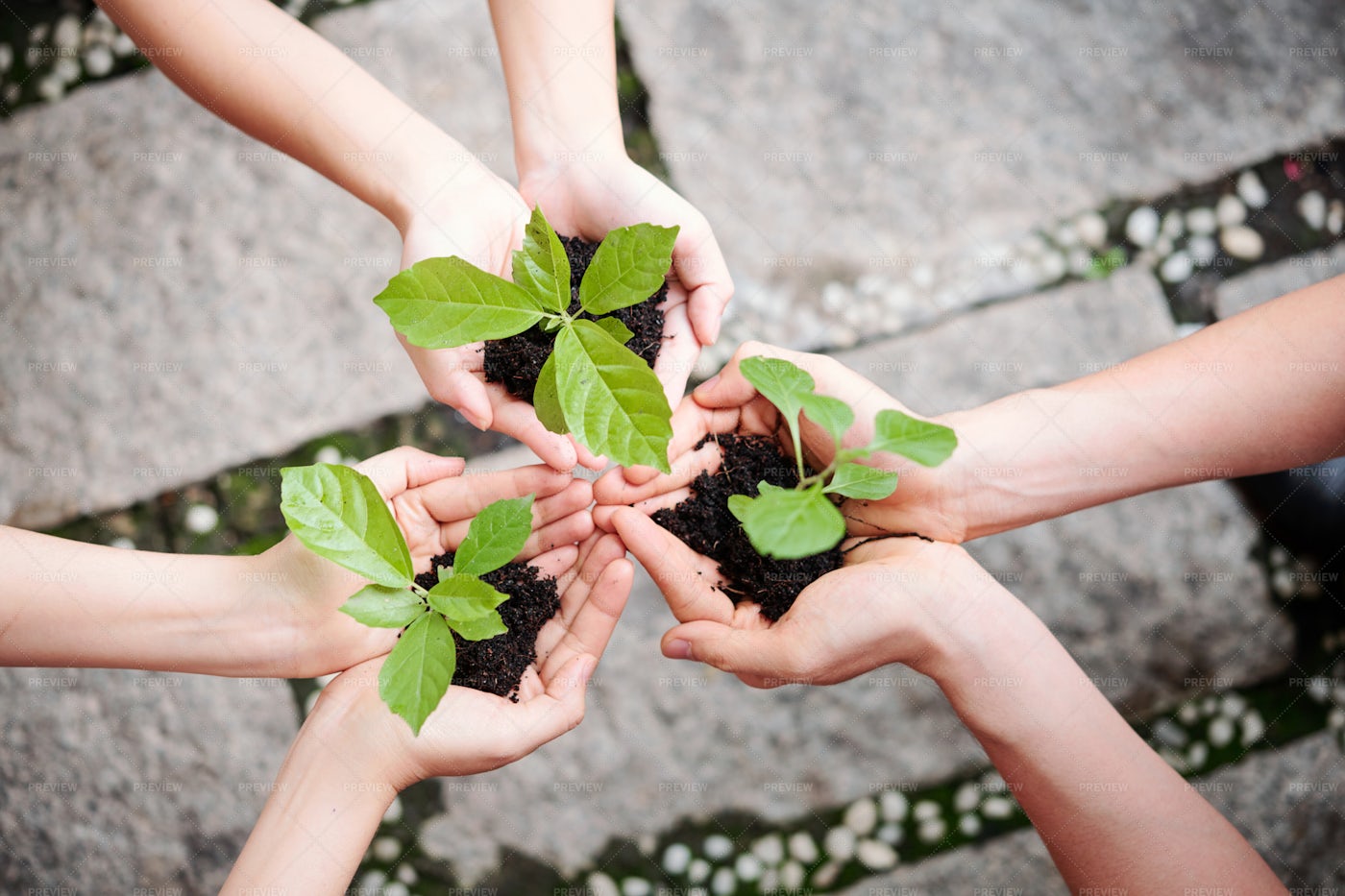 People Plant New Plants: Stock Photos