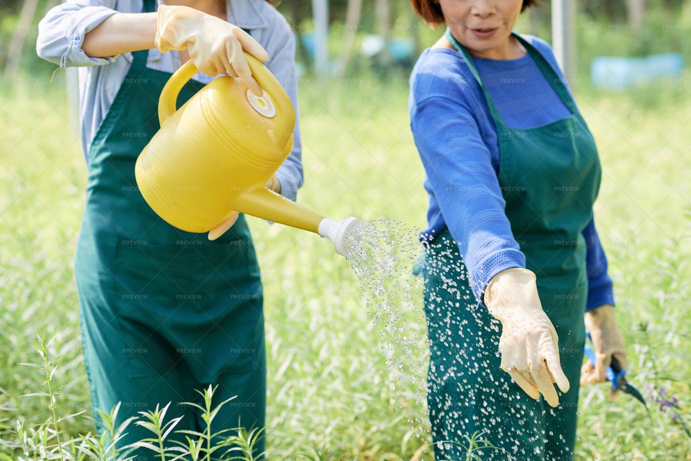Farm Workers Watering Flowers: Stock Photos