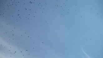 Crows In The Sky: Stock Footage